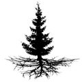 Conifer tree with roots, vector silhouette. Royalty Free Stock Photo